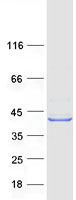 protq3sxm5 hsdl1 human recombinant protein
