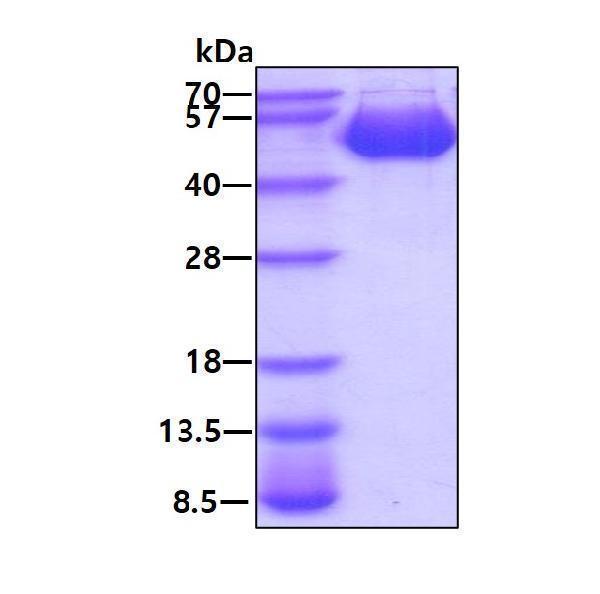 3ug by SDS-PAGE under reducing condition and visualized by coomassie blue stain