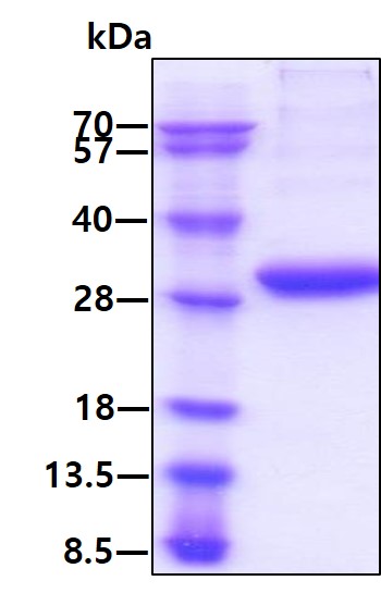 3ug by SDS-PAGE under reducing condition and visualized by coomassie blue stain