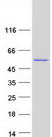 protq3ybr2 tbrg1 human recombinant protein