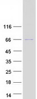 protq3zct8 kbtbd12 human recombinant protein