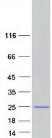 Coomassie blue staining of purified LGALSL protein