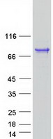 protq400g9 amz1 human recombinant protein