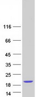 protq494r4 ccdc153 human recombinant protein