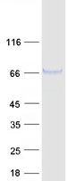 Coomassie blue staining of purified FUT11 protein