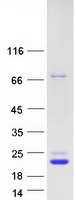 Coomassie blue staining of purified CDNF protein