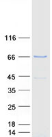 protq49an0 cry2 human recombinant protein