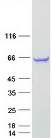 protq49ar2 c5orf22 human recombinant protein