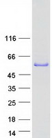 protq49mi3 cerkl human recombinant protein