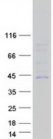 protq4g0s4 cyp27c1 human recombinant protein