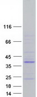 protq4jdl3 ptpn20b ptpn20 human recombinant protein