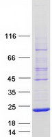 protq4lez3 aard human recombinant protein