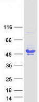 protq4vc05 bcl 7a bcl7a human recombinant protein