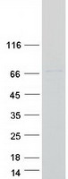 protq4vx76 sytl3 human recombinant protein