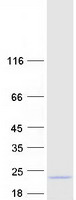 Coomassie blue staining of purified C4orf46 protein