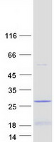 protq52la3 lin52 human recombinant protein