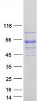 Coomassie blue staining of purified RFTN2 protein