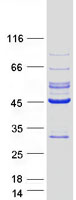Coomassie blue staining of purified LRRC23 protein