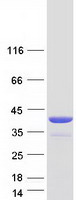 protq53fa7 pig3 tp53i3 human recombinant protein
