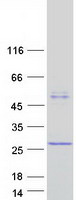 protq53fe4 c4orf17 human recombinant protein