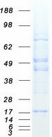 protq53fv1 ormdl2 human recombinant protein