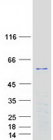 protq53gl0 plekho1 human recombinant protein