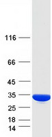 protq53h96 pycr3 human recombinant protein