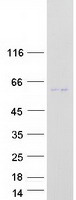 Coomassie blue staining of purified TEX44 protein