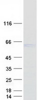 Coomassie blue staining of purified HS1BP3 protein