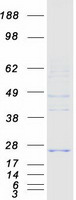 protq567v2 fksg24 mpv17l2 human recombinant protein