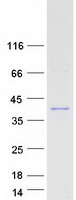 Coomassie blue staining of purified PRR16 protein