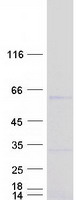 protq569k4 znf385b human recombinant protein