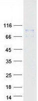 protq569k6 ccdc157 human recombinant protein