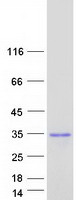 protq56a73 spin4 human recombinant protein