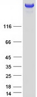 protq58ex2 sdk2 human recombinant protein