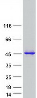 Coomassie blue staining of purified C19orf54 protein