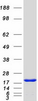 protq5ebl8 pdzd11 human recombinant protein