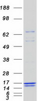protq5eg05 cop card16 human recombinant protein