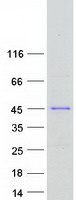 Coomassie blue staining of purified SGO1 protein