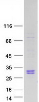 protq5gan6 rns10 rnase10 human recombinant protein