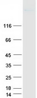 protq5h8c1 frem1 human recombinant protein