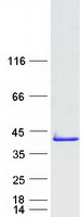 Coomassie blue staining of purified TCEAL5 protein