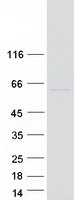 protq5i0g3 mdh1b human recombinant protein