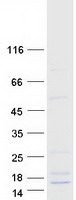 protq5j5c9 defb121 human recombinant protein