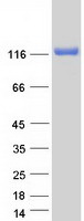protq5jpe7 nomo2 human recombinant protein