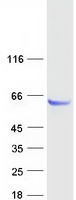 protq5jr12 ppm1j human recombinant protein