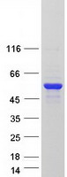 Coomassie blue staining of purified MTUS2 protein