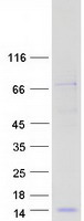 protq5jtb6 plac9 human recombinant protein
