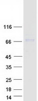 protq5jtv8 tor1aip1 human recombinant protein