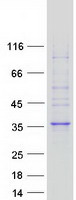 protq5juq0 fam78a human recombinant protein